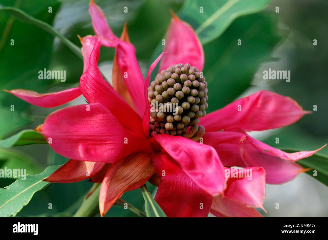 Waratah Telopea Speciosissima Blume Blüte Blüte Proteaceae Australien öffnen Stockfoto