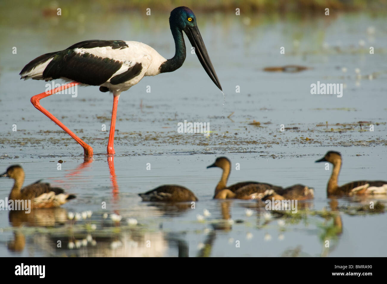 Schwarz-necked Storch oder Jabiru Storch Nahrung Asiaticus Kakadu National Park Australien Stockfoto
