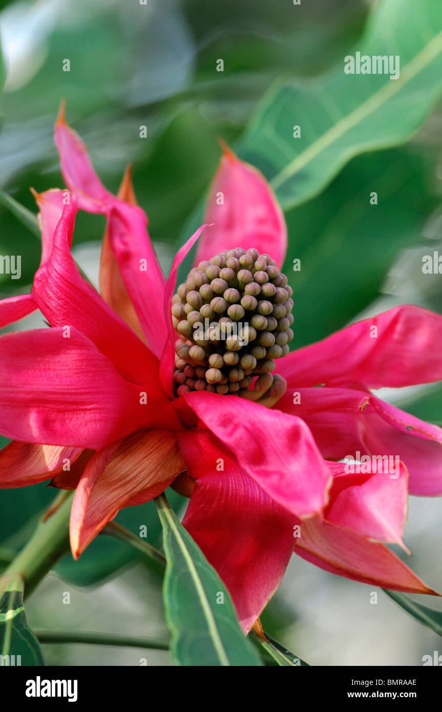 Waratah Telopea Speciosissima Blume Blüte Blüte Proteaceae Australien öffnen Stockfoto