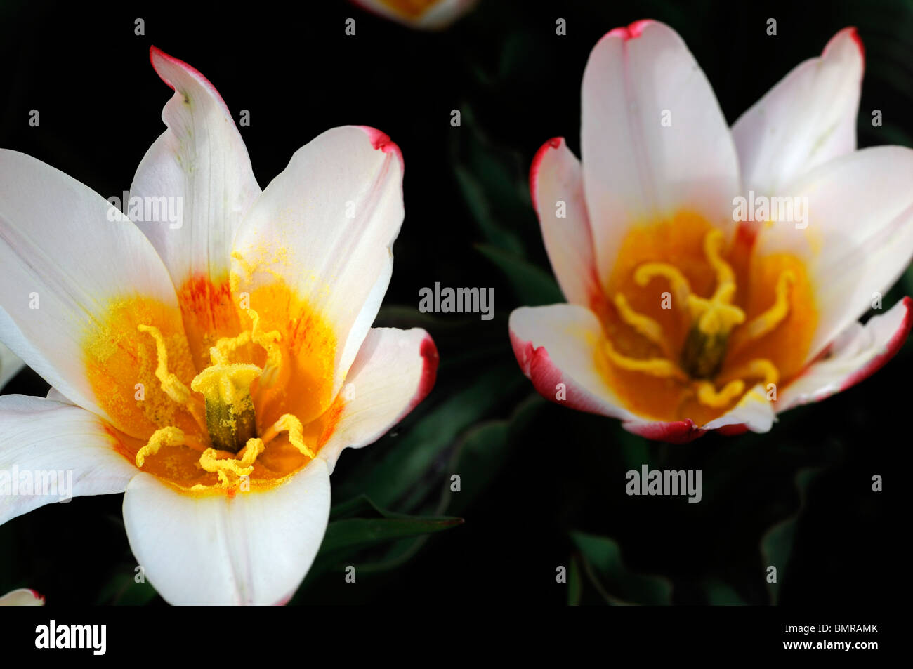 33+ Blume Große Blüten, Einige beispiele sind die pfingstrose, die