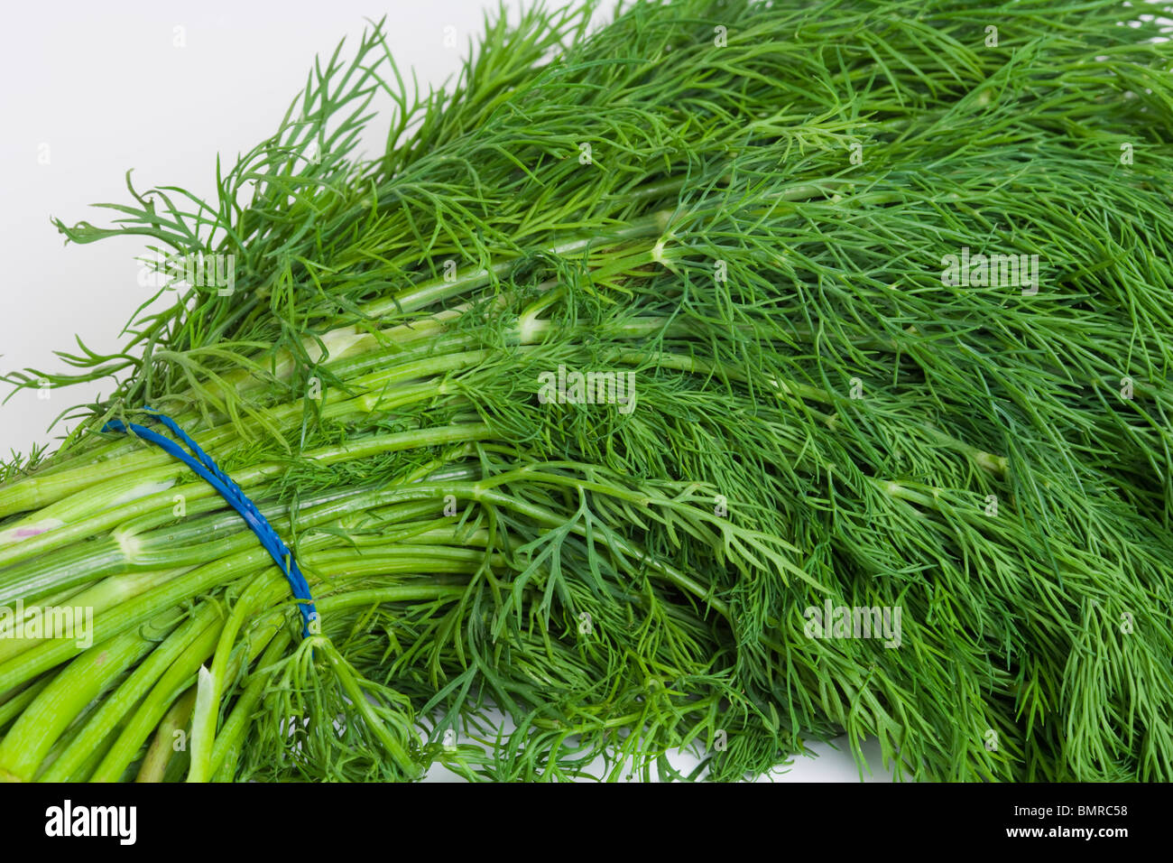 Bund Dill. Anethum Graveolens. Apiaceae. Umbelliferae Stockfoto