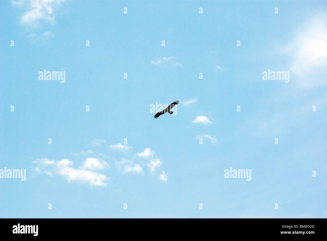 Liberty Vogel im Himmel. Stockfoto Liberty Vogel im Himmel. Stockfoto