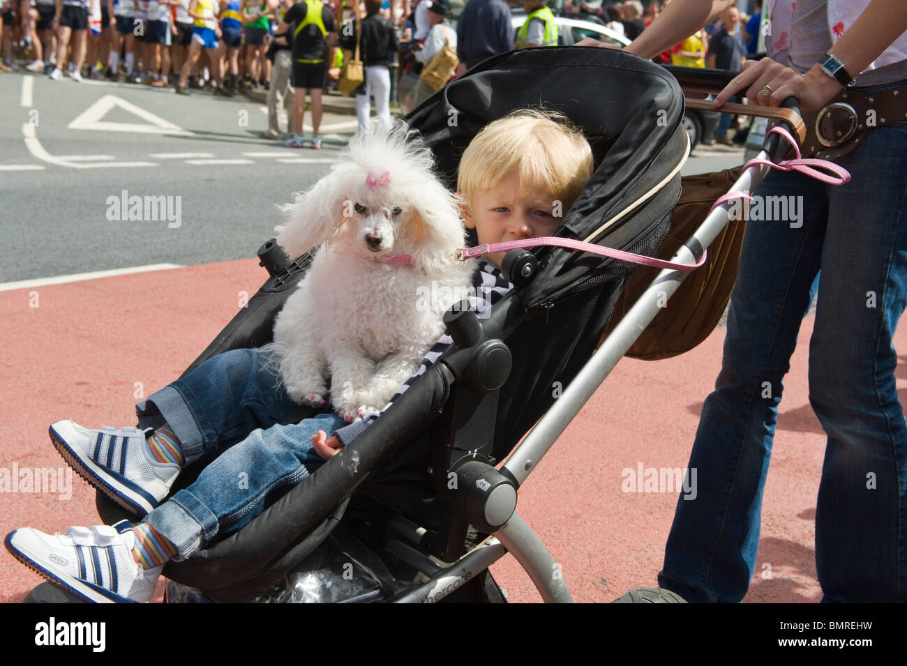 Junge und Pudel im Kinderwagen zu Beginn der Mann V Pferderennen bei Llanwrtyd Wells Powys Mid Wales UK Stockfoto