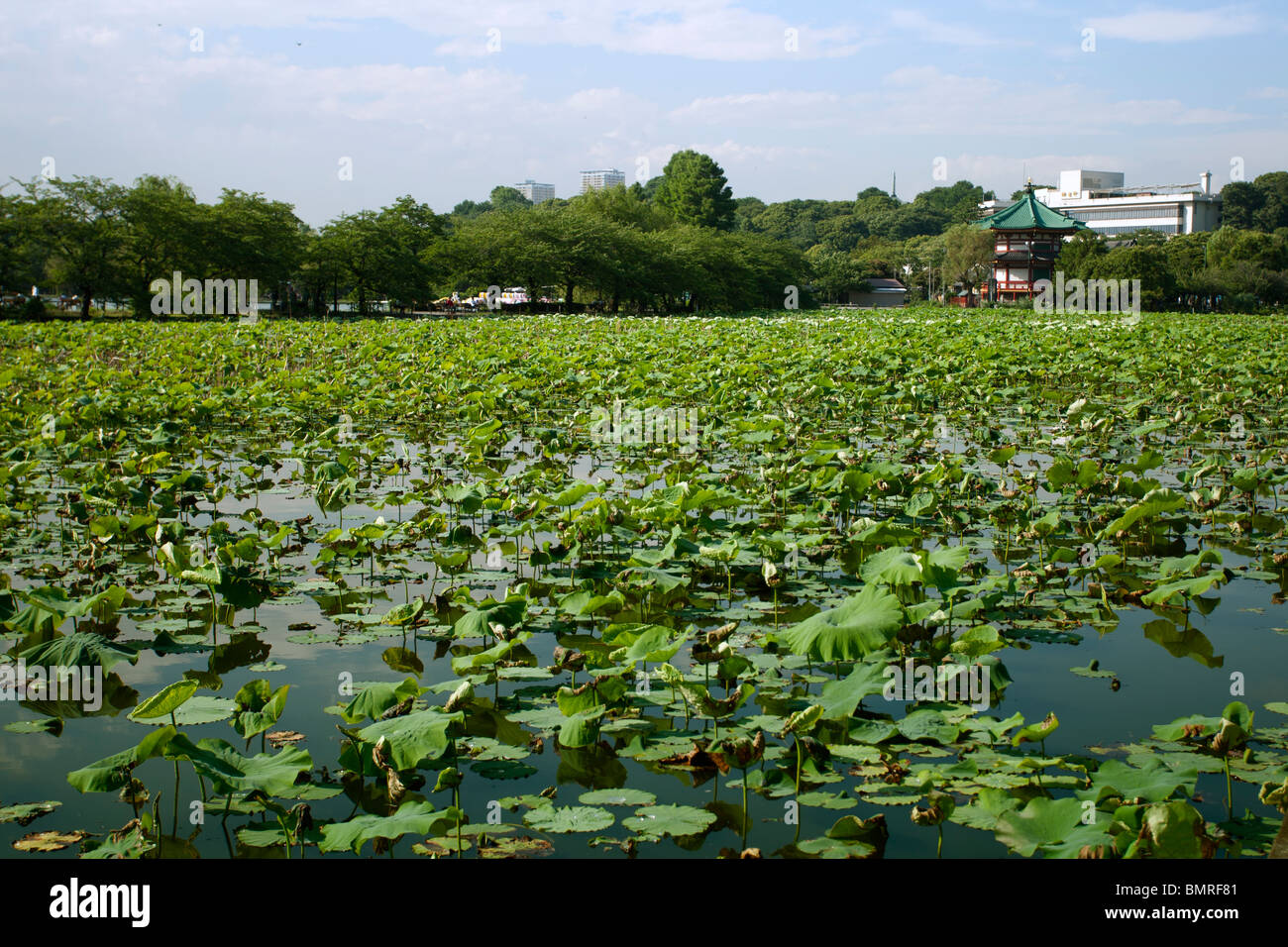 Shinobazu-Teich im Ueno-Park, Tokio Stockfoto