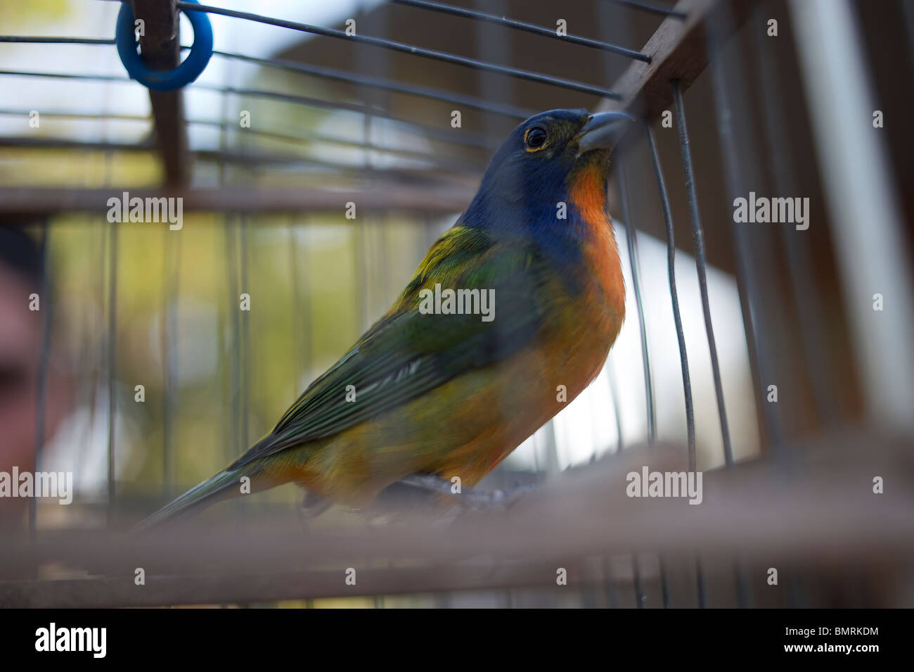 Wandernde Vogel im Käfig Stockfoto