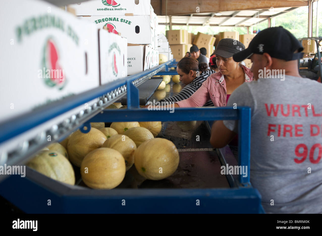 Benotung Melonen, Florida USA Stockfoto
