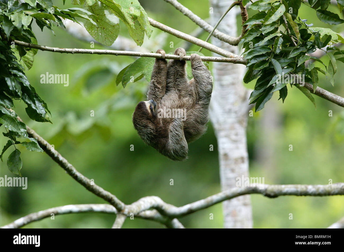 Drei-toed Sloth, Bradypus variegatus, in der 265 Hektar Regenwald Metropolitan Park, Panama City, Republik Panama. Stockfoto