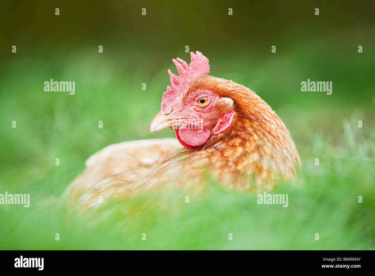 Ein Rhode Island Red Hybrid Huhn Huhn (Gallus Gallus Domesticus) auf einer Farm in Lincolnshire, England Stockfoto