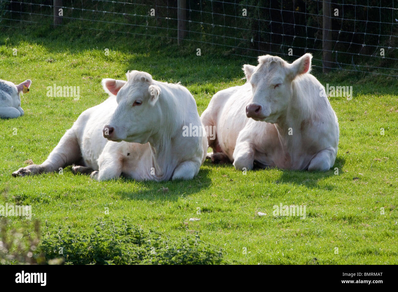 Zwei Charolais-Kühe auf Rasen symmetrisch, mit Kälbchen in der Nähe liegen. Ländliche Wales. Horizontale 104801 Charolais Stockfoto