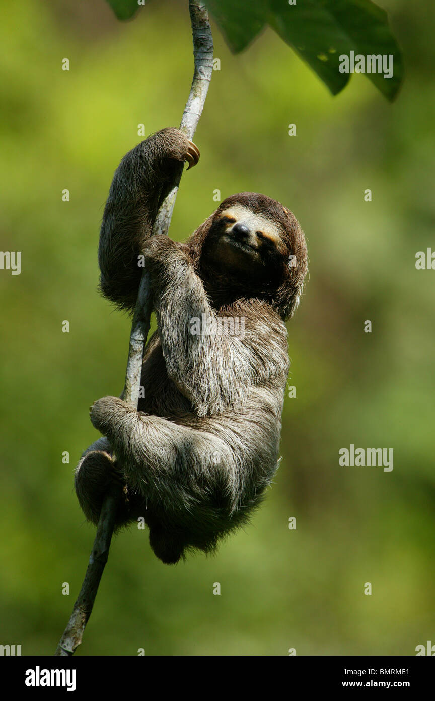 Drei-toed Sloth, Bradypus variegatus, in der 265 Hektar Regenwald Metropolitan Park, Panama City, Republik Panama. Stockfoto