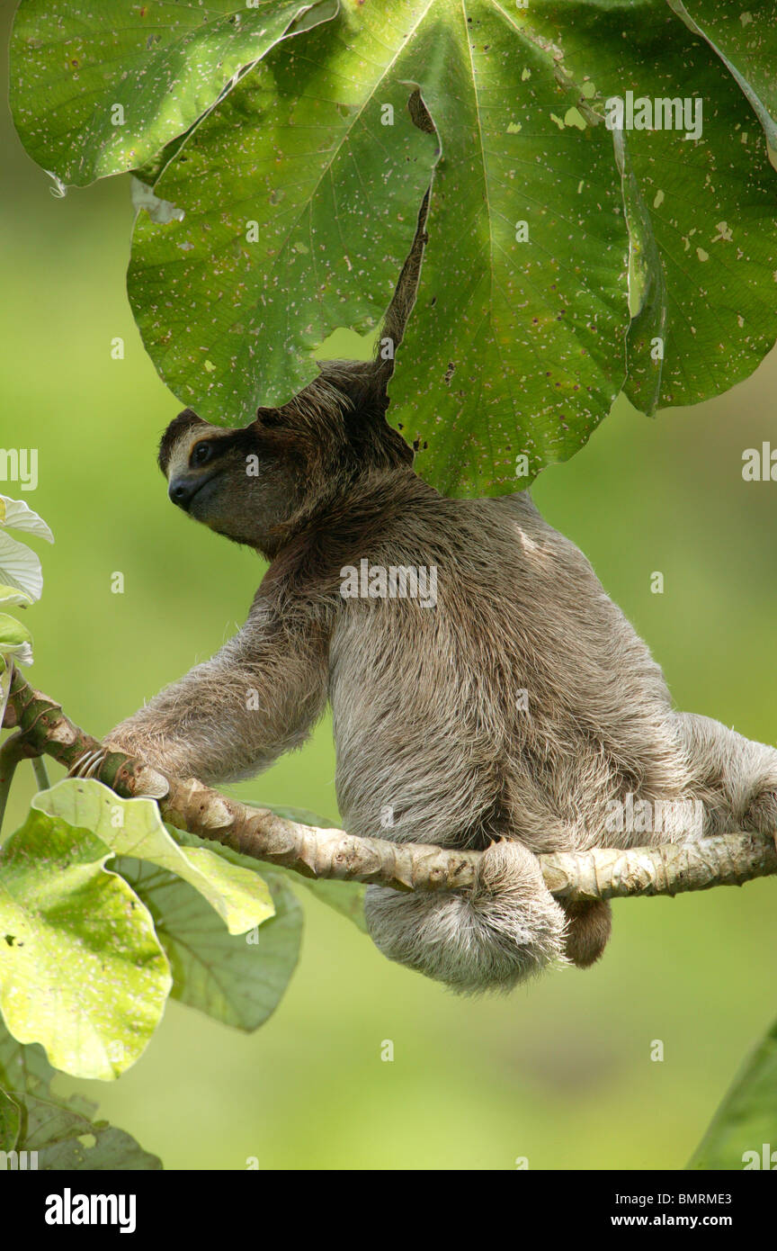 Drei-toed Sloth, Bradypus variegatus, in der 265 Hektar Regenwald Metropolitan Park, Panama City, Republik Panama. Stockfoto