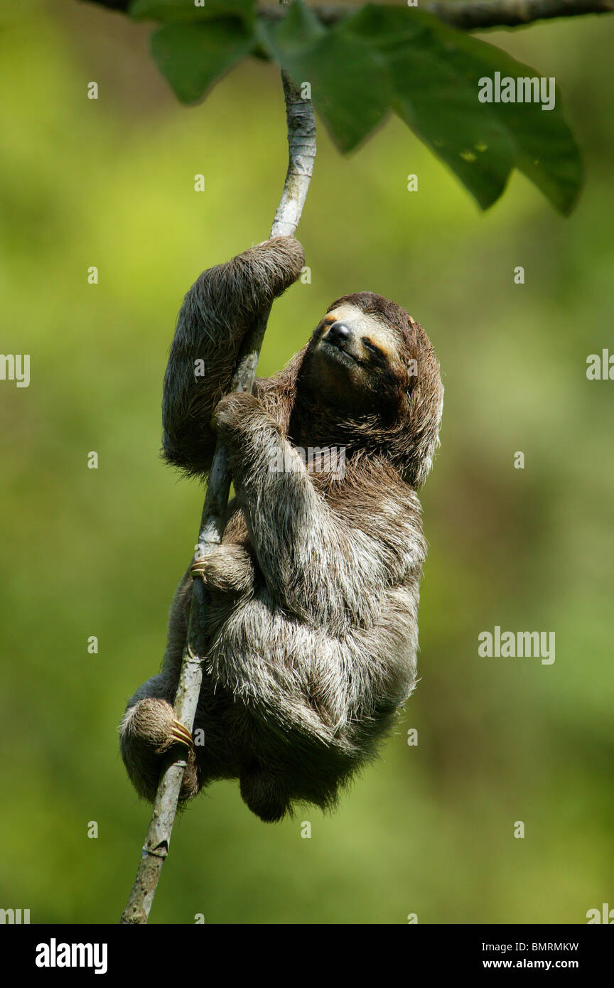 Drei-toed Sloth, Bradypus variegatus, in der 265 Hektar Regenwald Metropolitan Park, Panama City, Republik Panama. Stockfoto