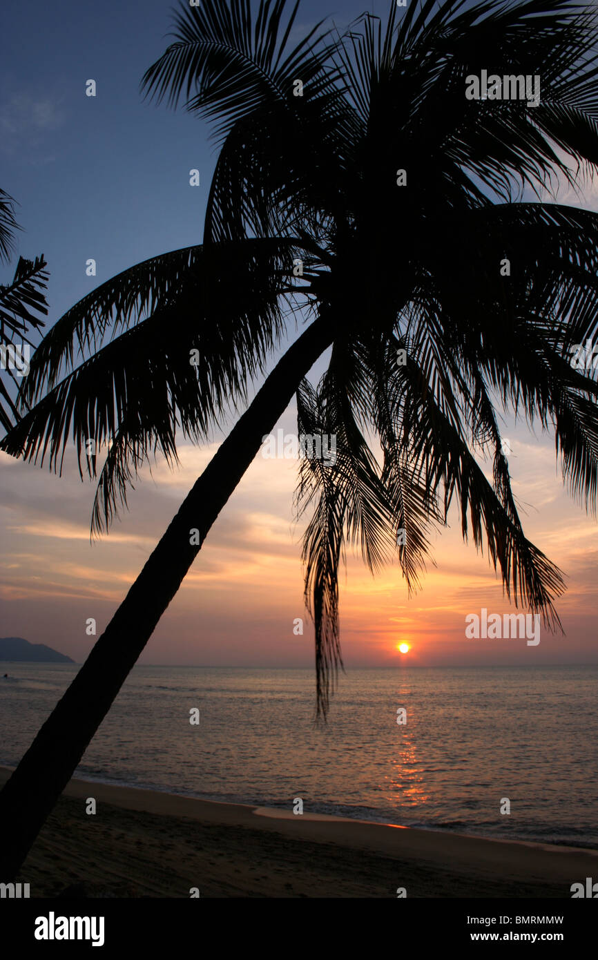 Sonnenuntergang über Palm trees Penang Malaysia Dämmerung Stockfoto