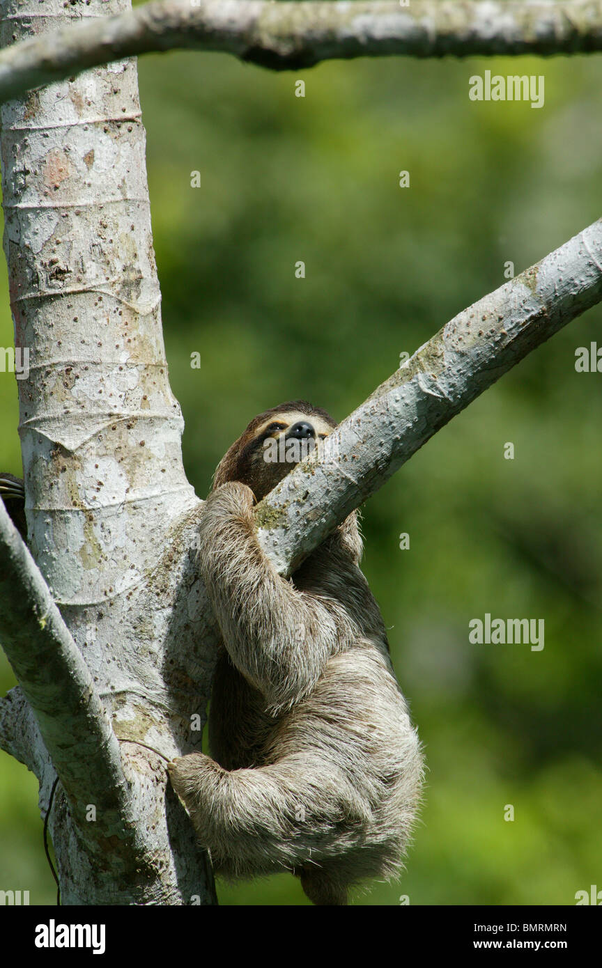 Drei-toed Sloth, Bradypus variegatus, in der 265 Hektar Regenwald Metropolitan Park, Panama City, Republik Panama. Stockfoto