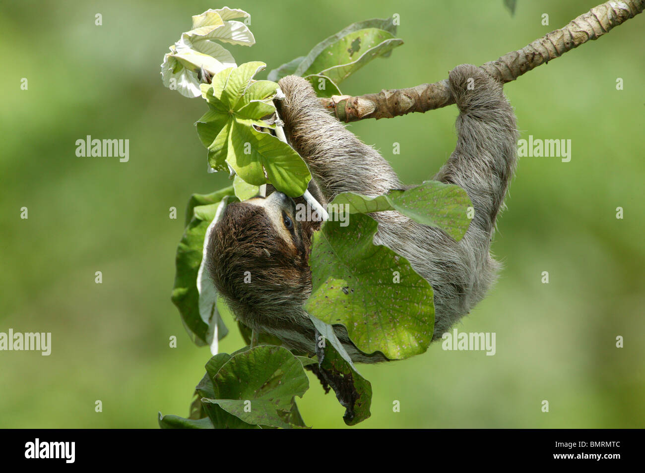 Drei-toed Sloth, Bradypus variegatus, in der 265 Hektar Regenwald Metropolitan Park, Panama City, Republik Panama. Stockfoto