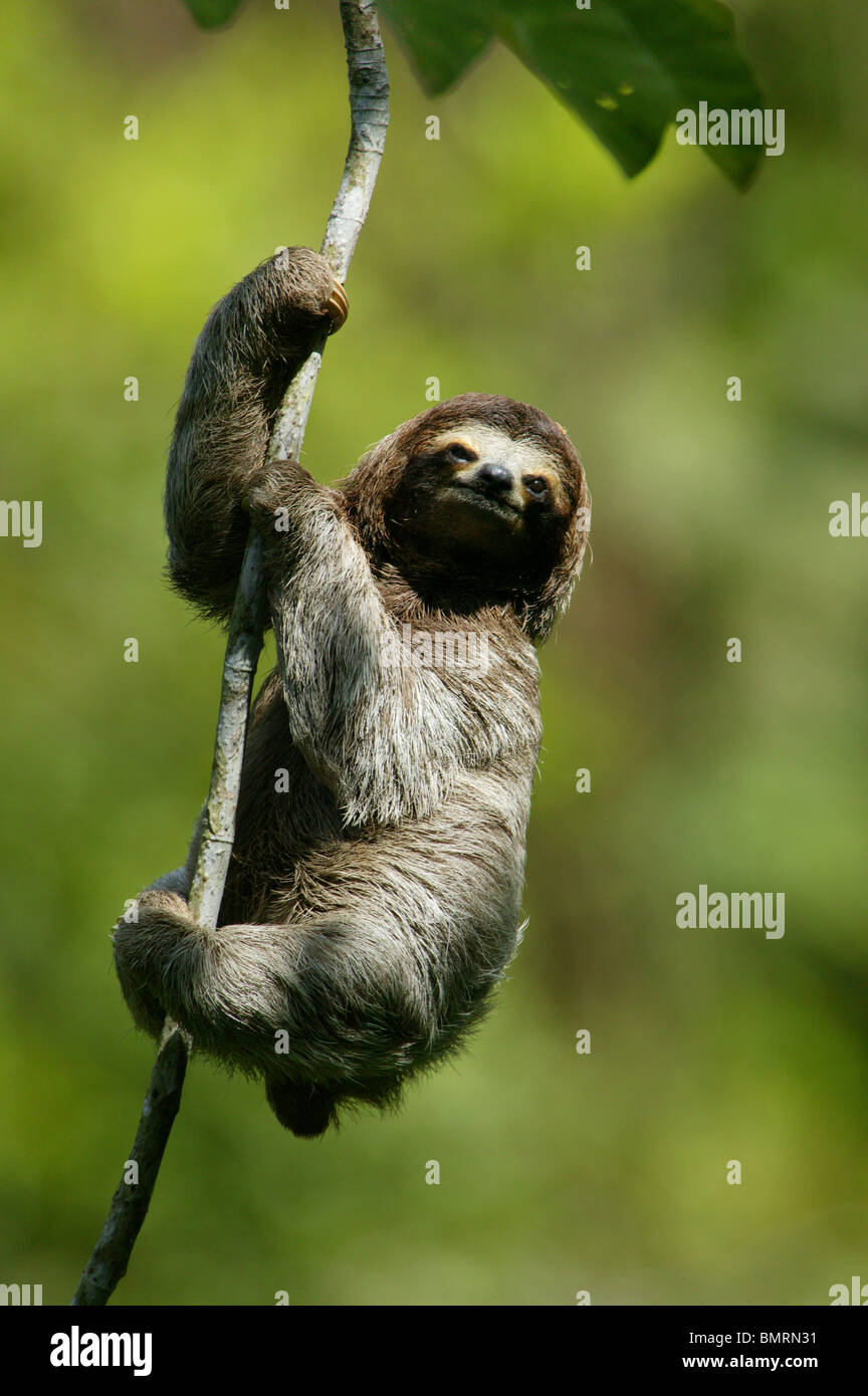 Drei-toed Sloth, Bradypus variegatus, in der 265 Hektar Regenwald Metropolitan Park, Panama City, Republik Panama. Stockfoto