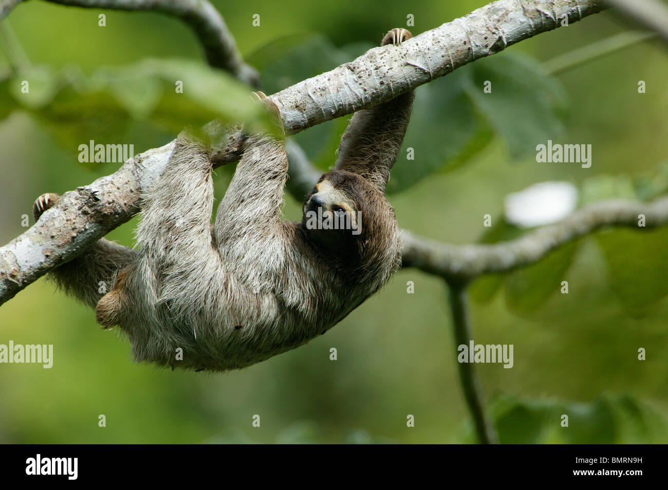 Drei-toed Sloth, Bradypus variegatus, in der 265 Hektar Regenwald Metropolitan Park, Panama City, Republik Panama. Stockfoto
