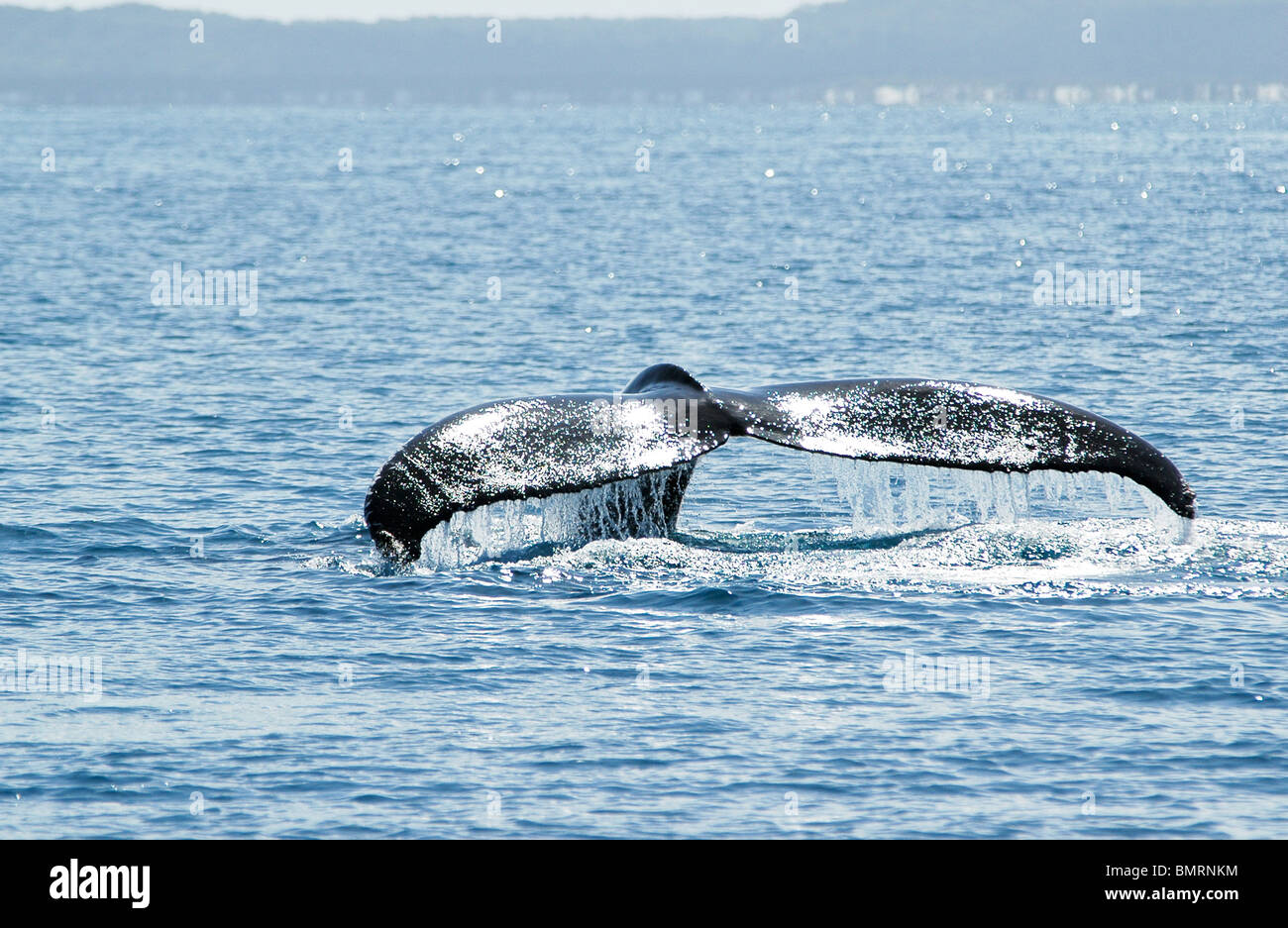 Buckelwal vor Fraser Island, Australien Stockfoto