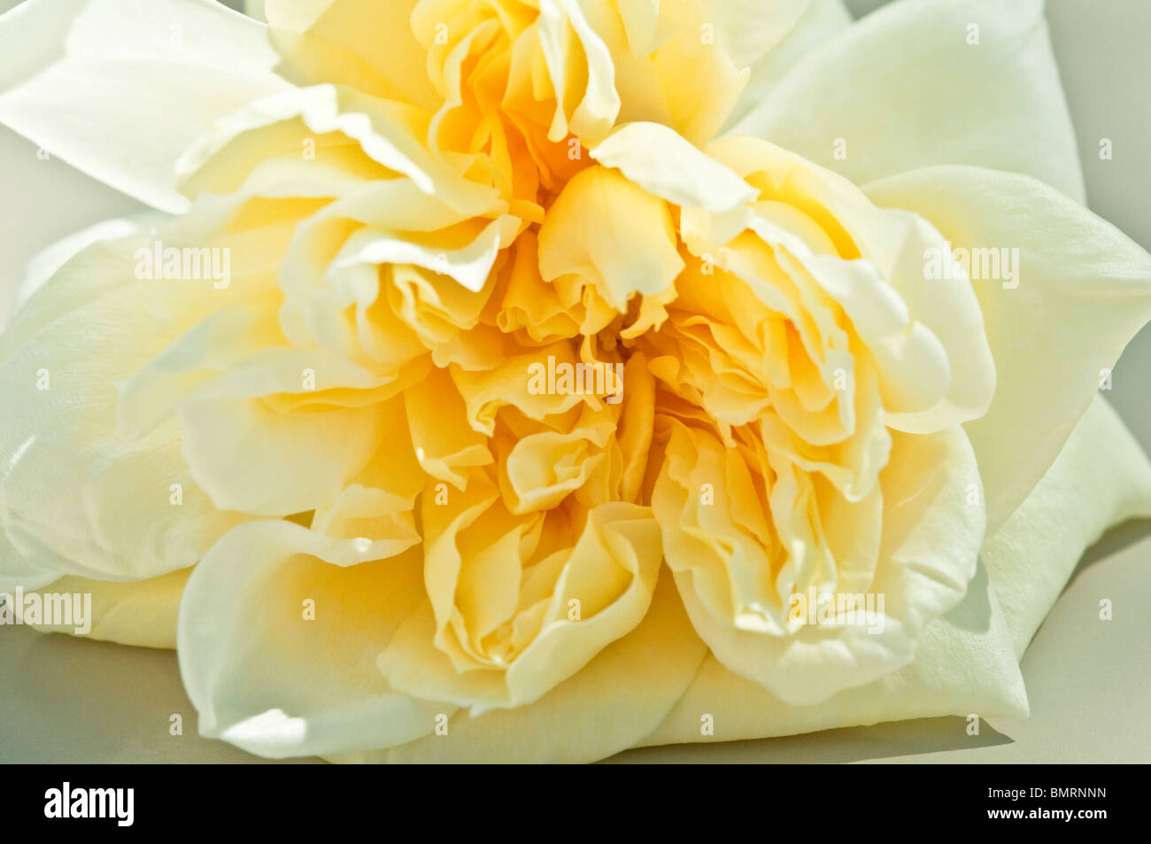 Schönes cremiges gelb rose (Alberic Barbier) mit zerknitterten Blütenblätter, weich und fast Gewebe wie. Stockfoto