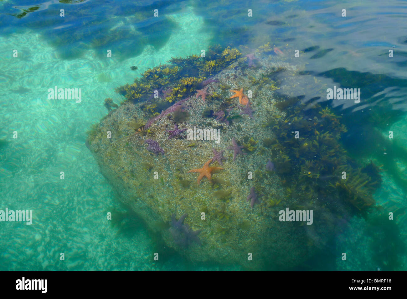 Starfish Unterwasser, Sitka, Alaska Stockfoto