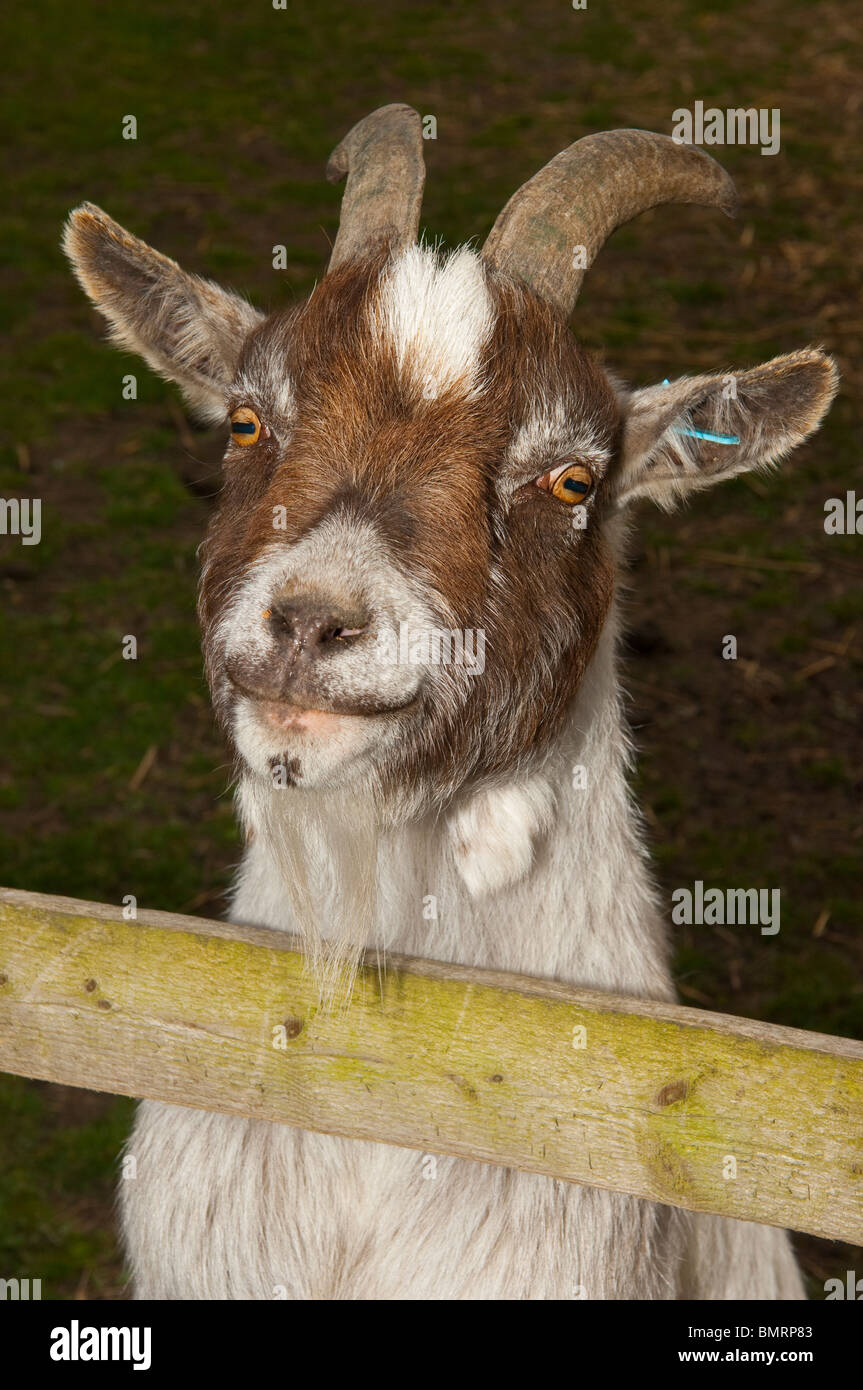 Eine Ziege bei The Moo spielen Farm in Brampton In Suffolk, England, Großbritannien, Uk Stockfoto