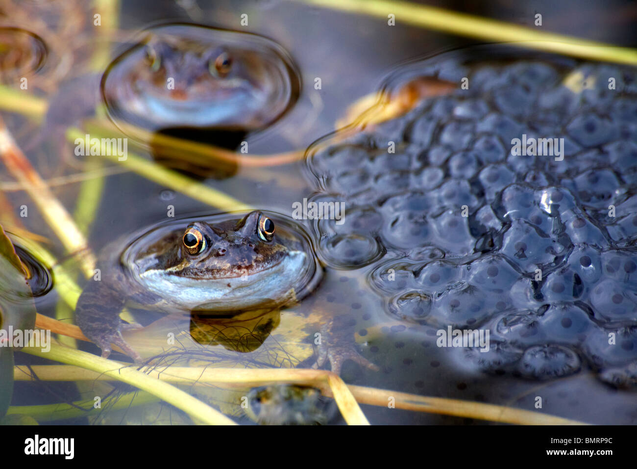 Gemeinsamen Frosch Rana Temporaria in einem Teich mit Pilzbrut Stockfoto