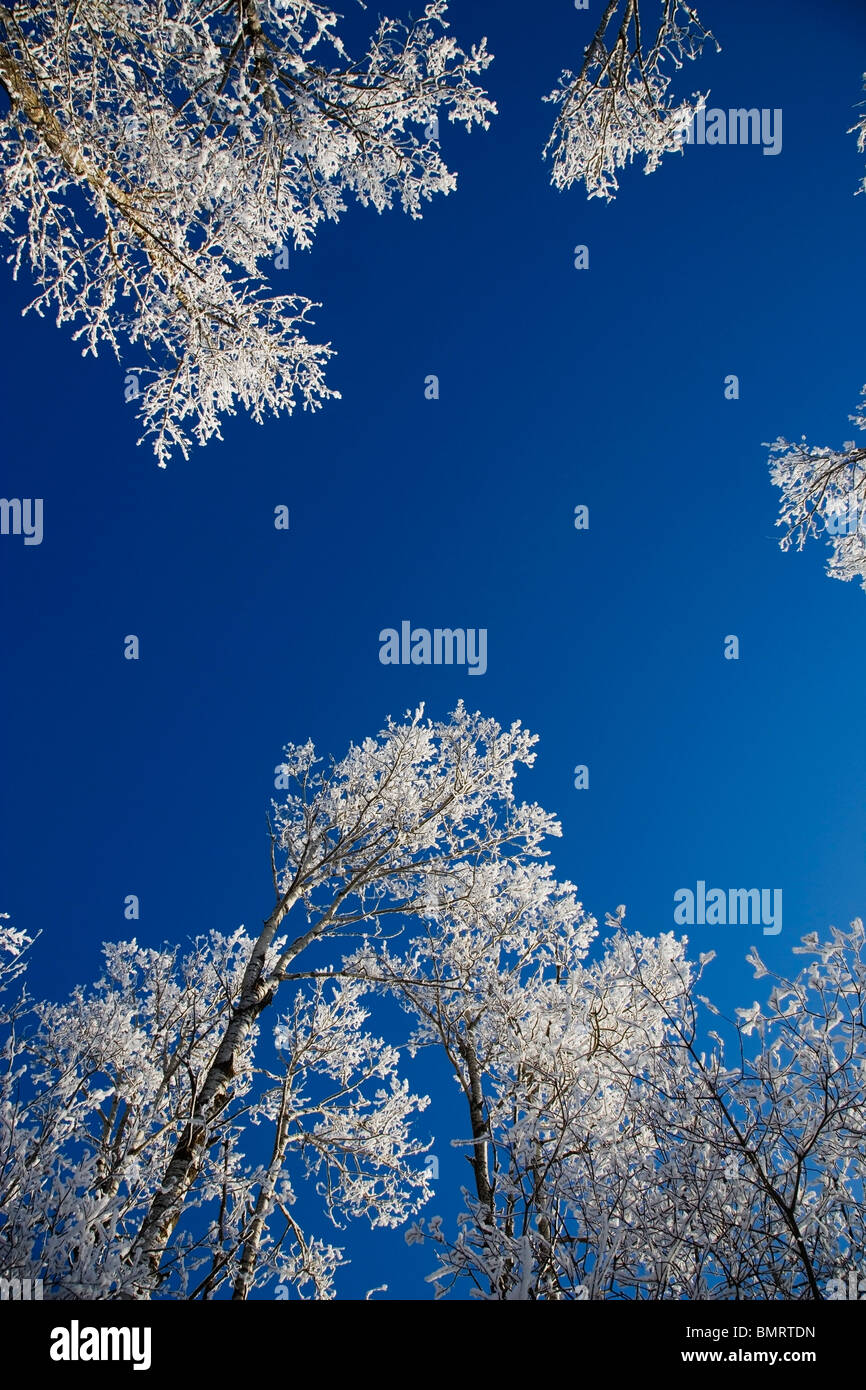 Alberta, Kanada; Frost an den Bäumen im Winter Stockfoto