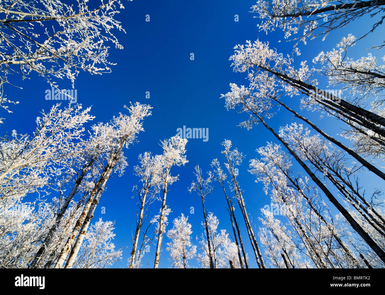 Alberta, Kanada; Frost an den Bäumen im Winter Stockfoto