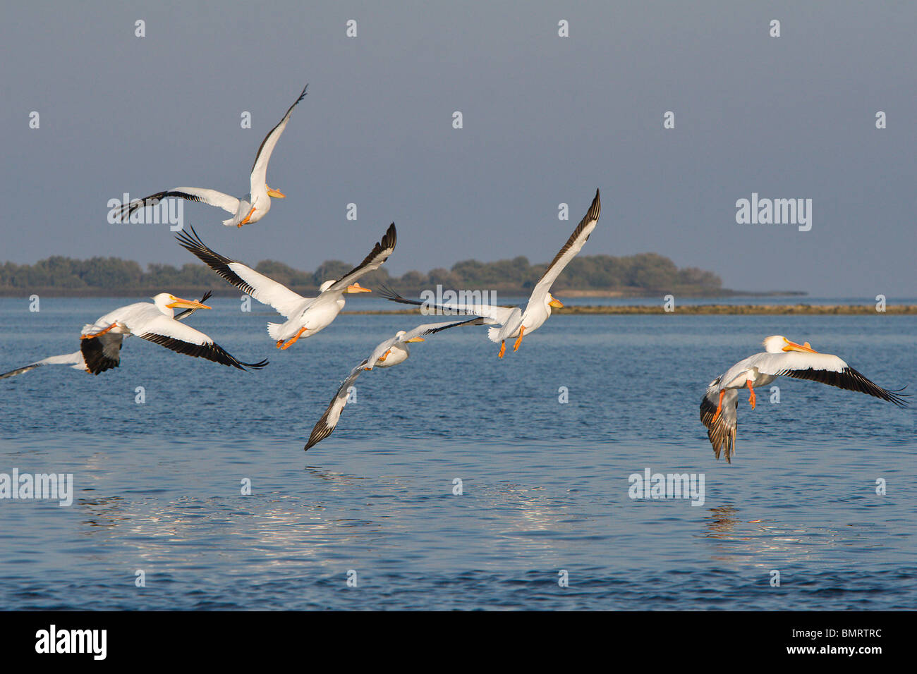 Sieben weiße Pelikane fliegen nahe am Wasser mit Reflexionen auf der Oberfläche Stockfoto