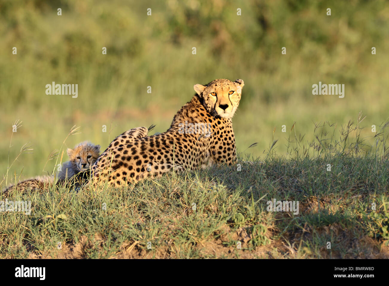 Gepard, Acinonyx Jubatus, mit Cub, Masai Mara National Reserve, Kenia Stockfoto