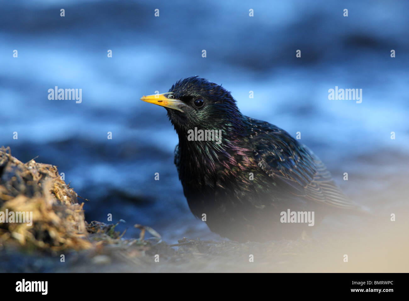 Star (Sturnus Vulgaris), Juni 2010 Stockfoto