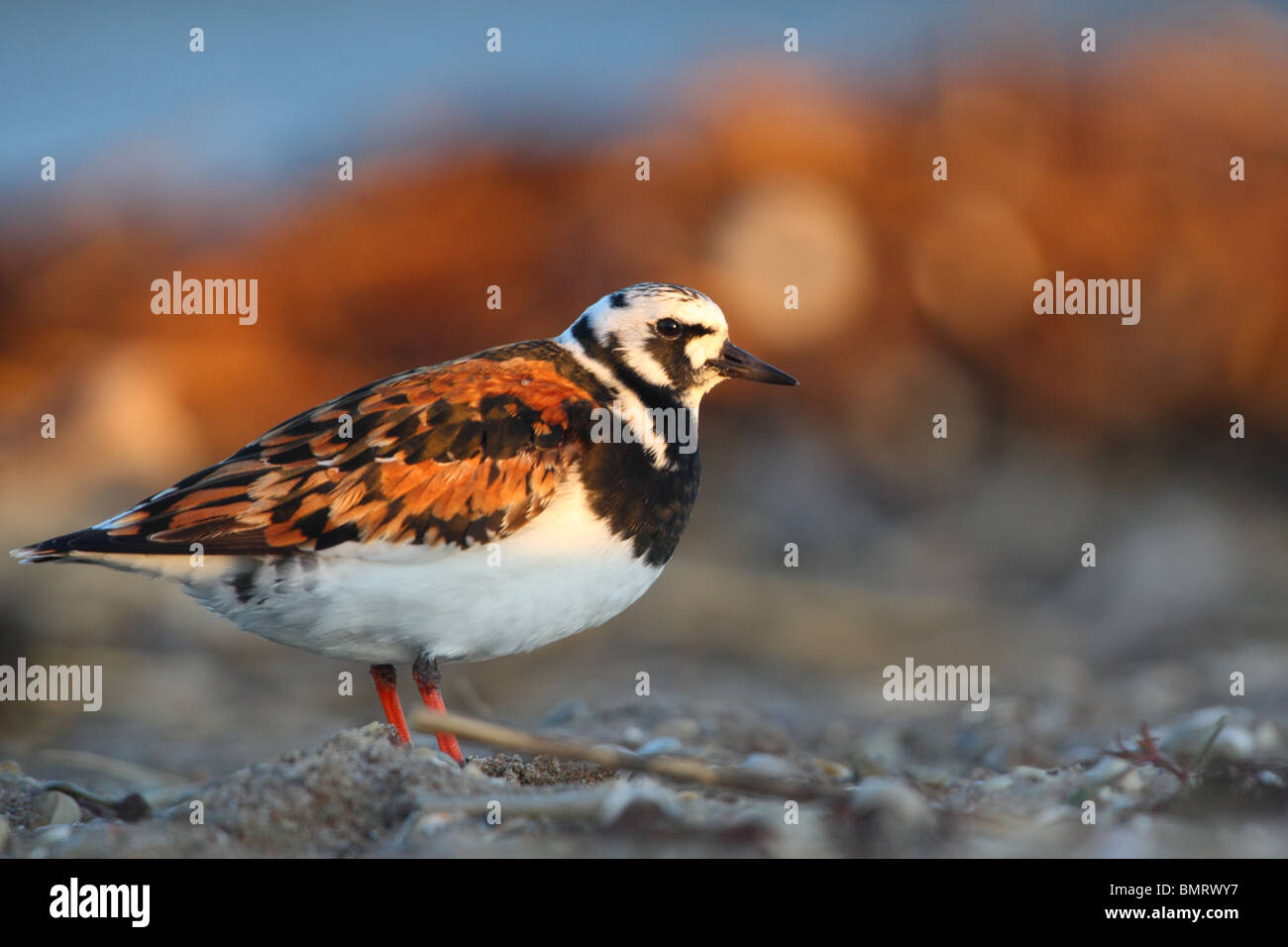 Ruddy Steinwälzer (Arenaria Interpres), Frühjahr 2010 Stockfoto