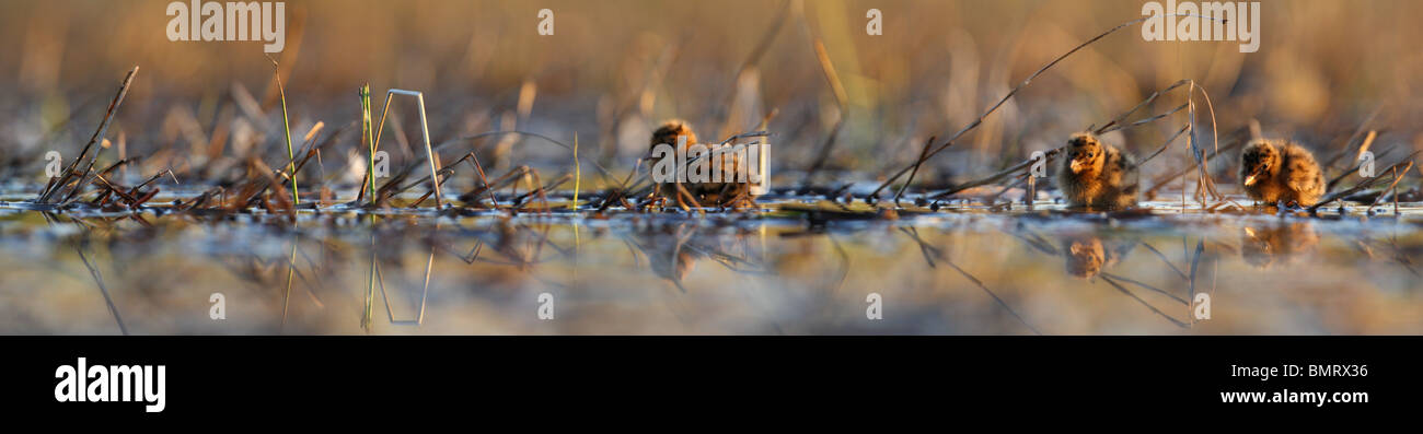 Panorama Aufnahme von drei jungen Lachmöwe (Larus Ridibundus) Küken Fragen gegangen. Frühjahr 2010 Stockfoto