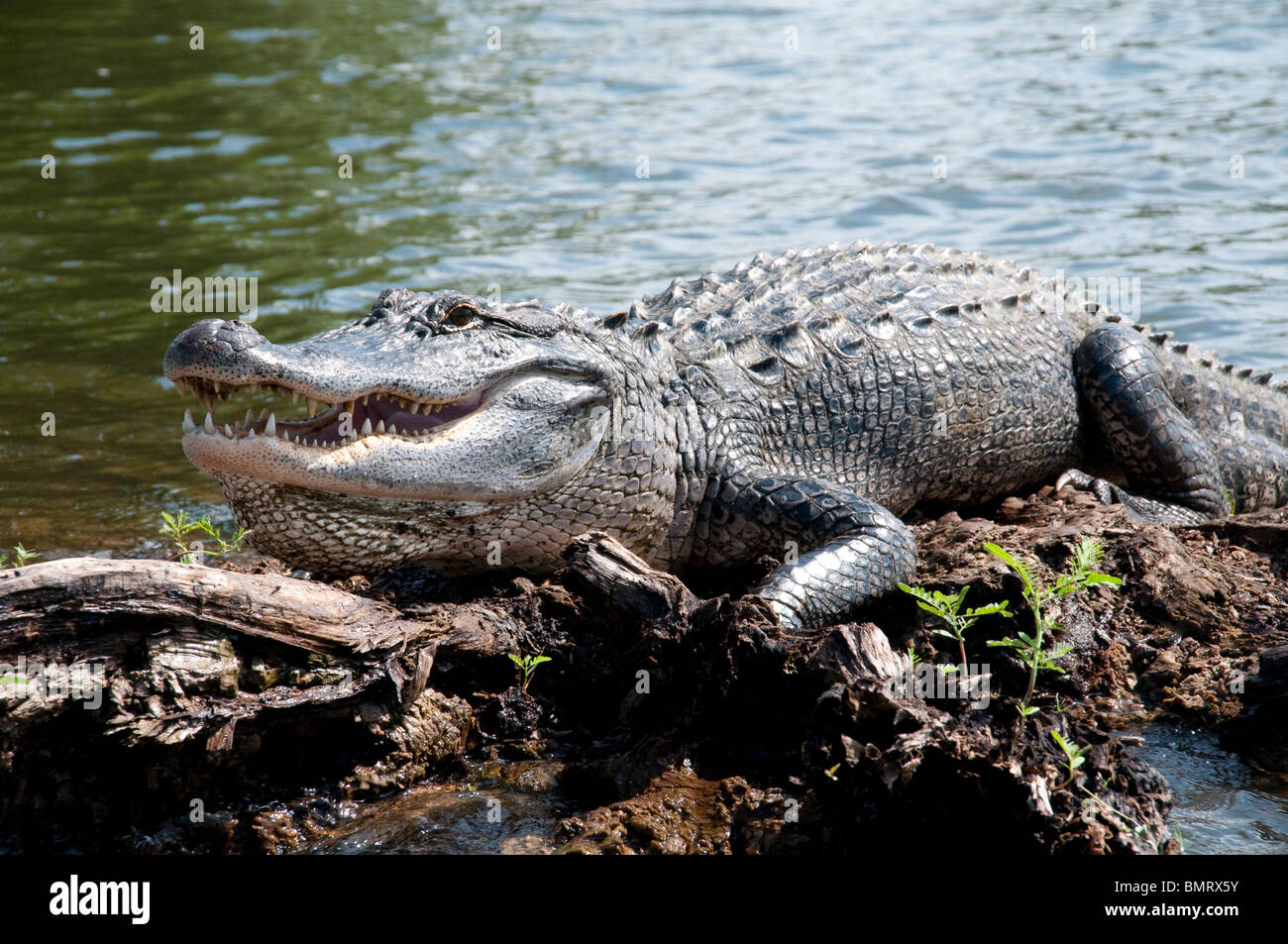 Eine wilde nach American alligator auf der Oberfläche von einem Sumpf im atchafalaya National Wildlife Refuge, im südlichen Louisiana, USA. Stockfoto