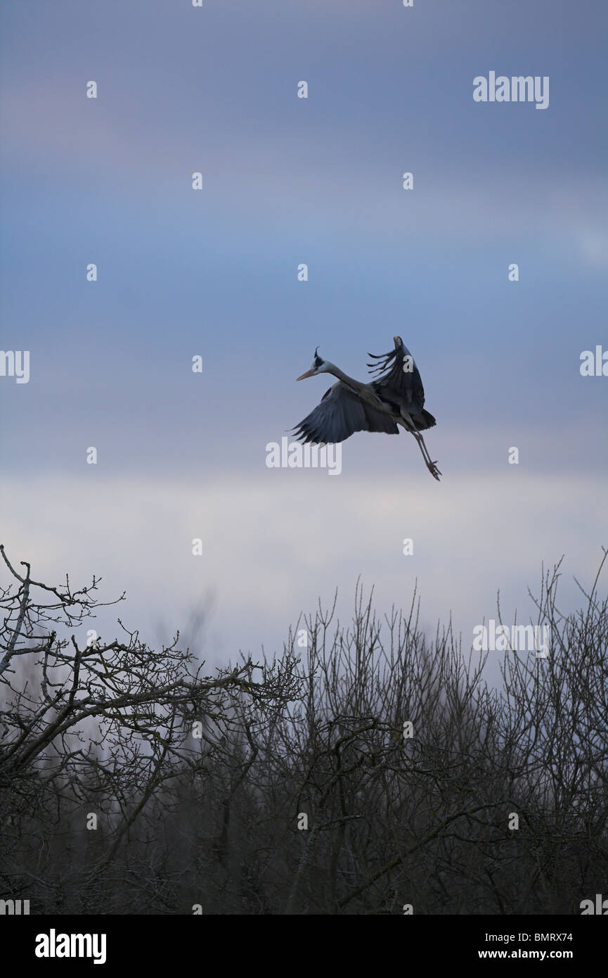 Grey Heron Ardea Cinerea, nisten Website am unteren Moor Farm, Wiltshire im März fliegen. Stockfoto