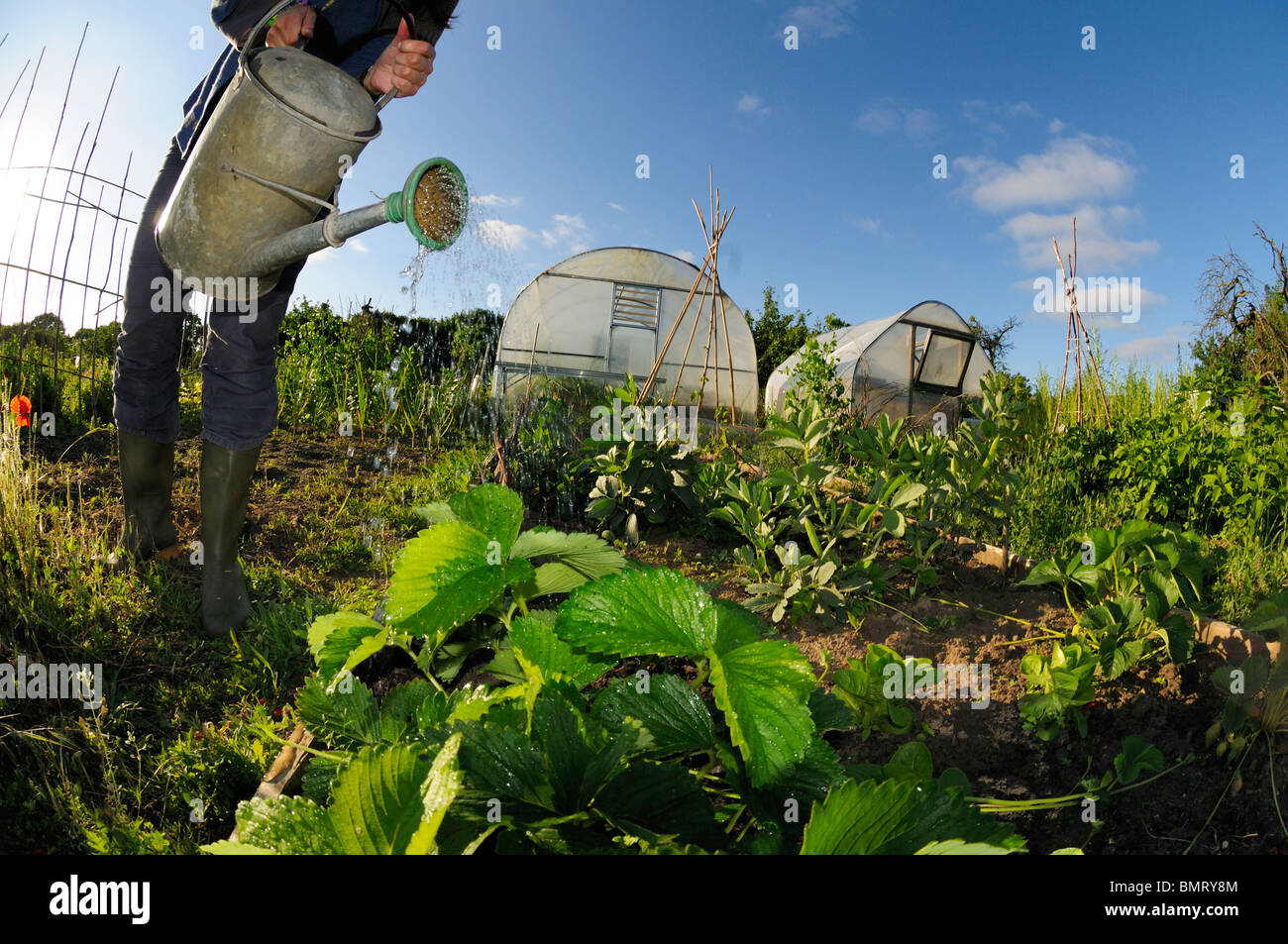 Frauen, die Bewässerung Erdbeerpflanzen auf Zuteilung, Norwich UK Stockfoto