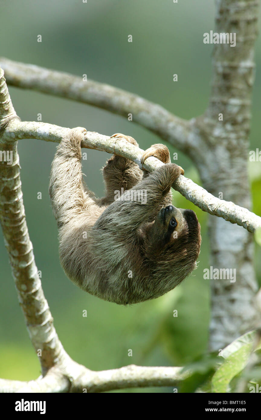 Drei-toed Sloth, Bradypus variegatus, in der 265 Hektar Regenwald Metropolitan Park, Panama City, Republik Panama. Stockfoto