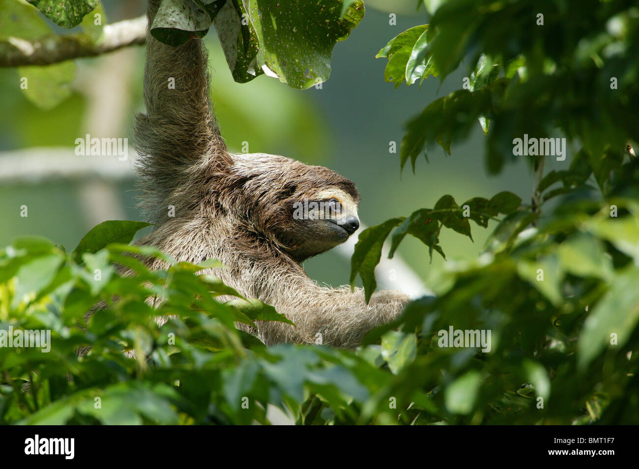 Der dreitoilige Sloth, Bradypus variegatus, befindet sich im 265 Hektar großen Regenwald des Metropolitan Parks, Panama City, Republik Panama, Mittelamerika. Stockfoto