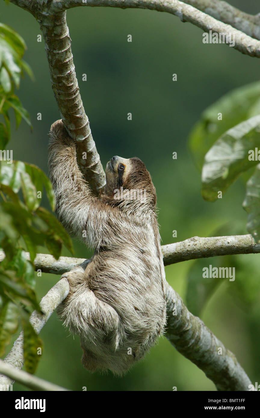 Drei-toed Sloth, Bradypus variegatus, in der 265 Hektar Regenwald Metropolitan Park, Panama City, Republik Panama. Stockfoto