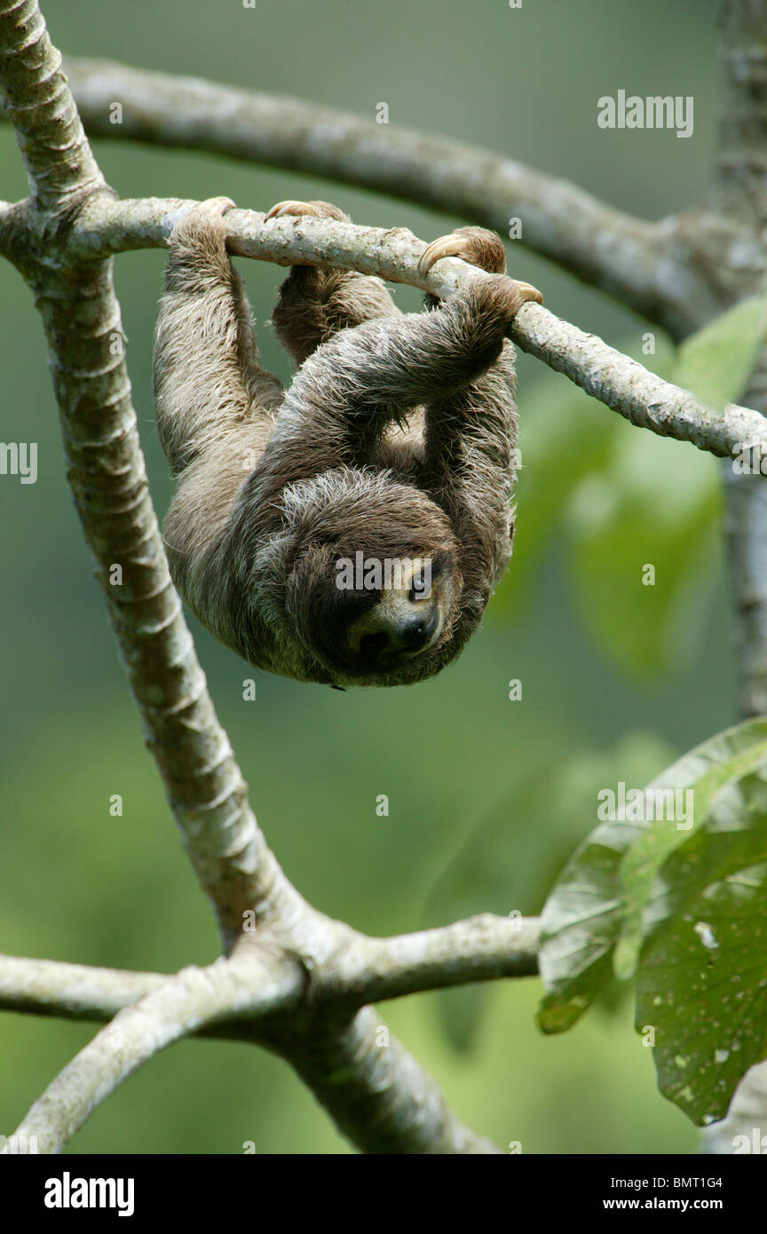 Drei-toed Sloth, Bradypus variegatus, in der 265 Hektar Regenwald Metropolitan Park, Panama City, Republik Panama. Stockfoto