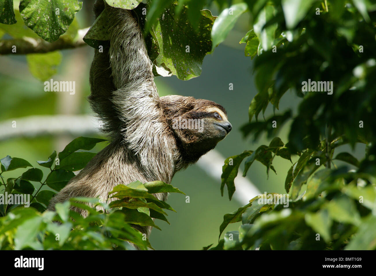 Drei-toed Sloth, Bradypus variegatus, in der 265 Hektar Regenwald Metropolitan Park, Panama City, Republik Panama. Stockfoto