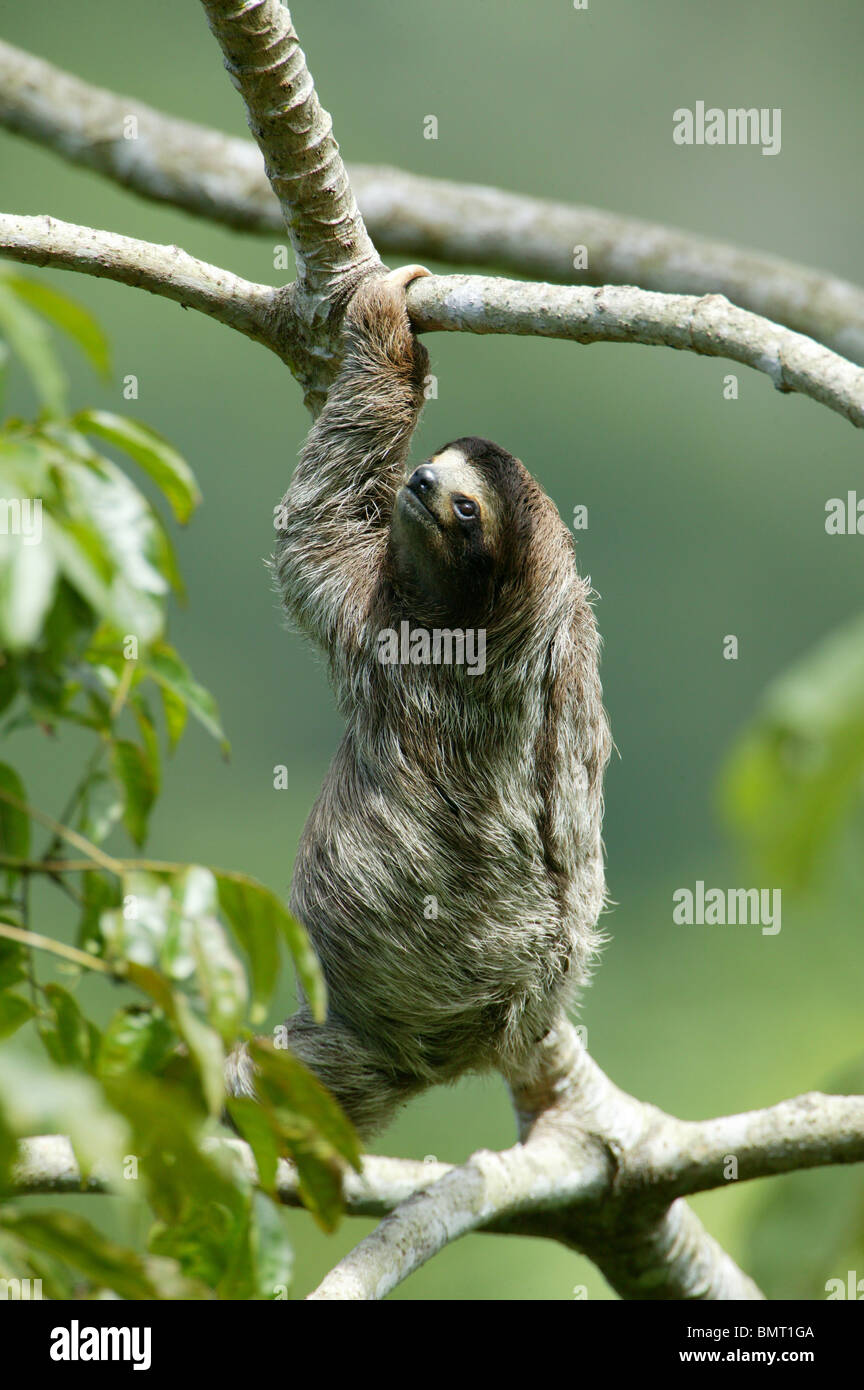 Drei-toed Sloth, Bradypus variegatus, in der 265 Hektar Regenwald Metropolitan Park, Panama City, Republik Panama. Stockfoto
