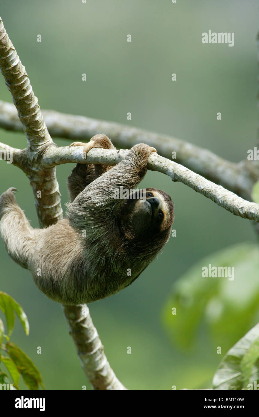Drei-toed Sloth, Bradypus variegatus, in der 265 Hektar Regenwald Metropolitan Park, Panama City, Republik Panama. Stockfoto