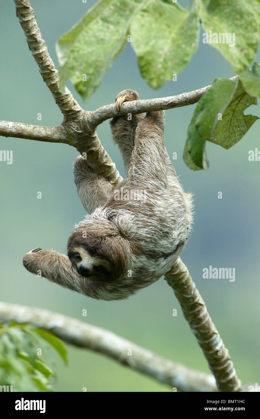 Der dreitoilige Sloth, Bradypus variegatus, befindet sich im 265 Hektar großen Regenwald des Metropolitan Parks, Panama City, Republik Panama, Mittelamerika. Stockfoto