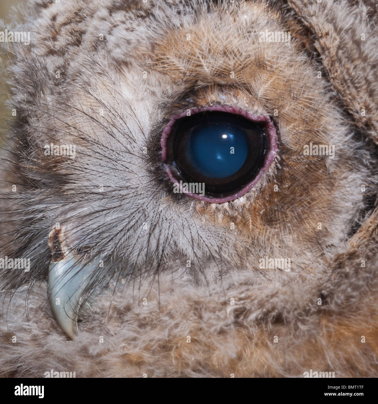 Eine junge Waldkauz (Strix Aluco) Küken hautnah bei ungefähr einen Monat alt im Vereinigten Königreich Stockfoto