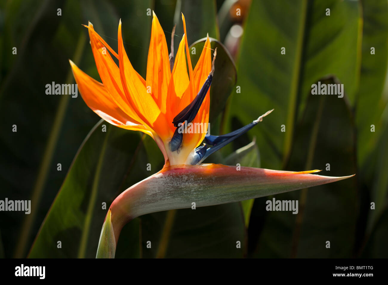 Kran Blume, Papegojblomma (Strelitzia reginae) Stockfoto