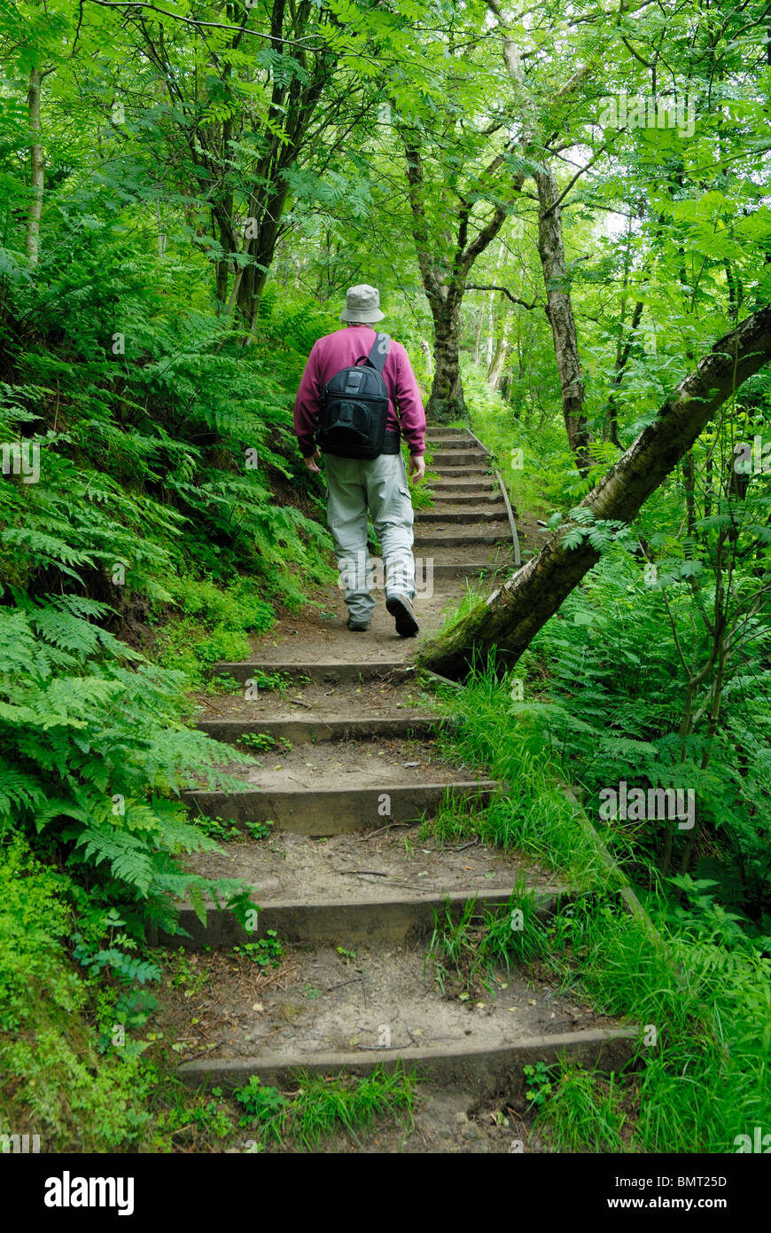 Walker auf einem bewaldeten Teil des Sandstein-Trail in Cheshire. Stockfoto