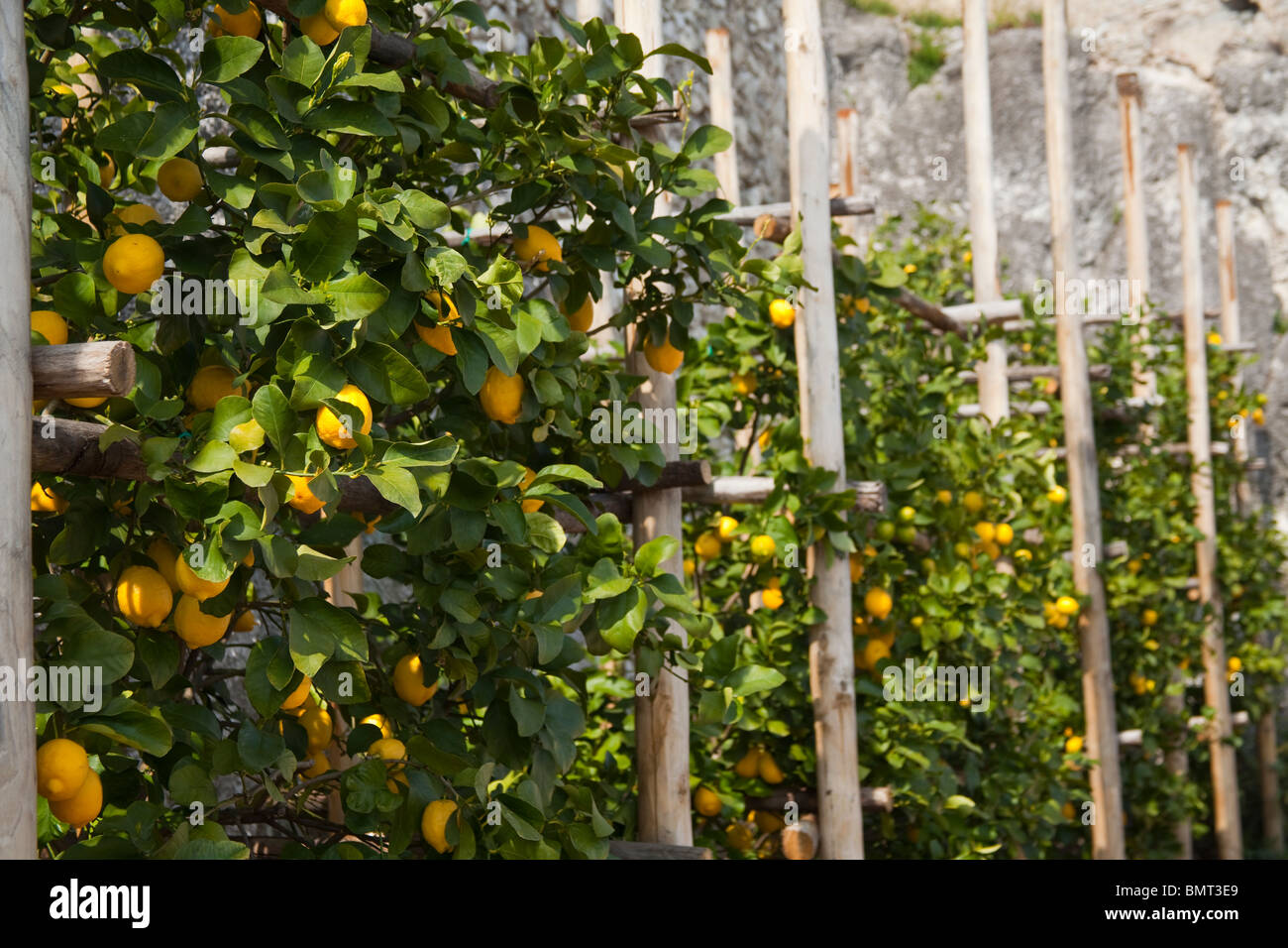 Lemon Grove, Limonaia del Castel, Limone Sul Garda, Italien Stockfoto