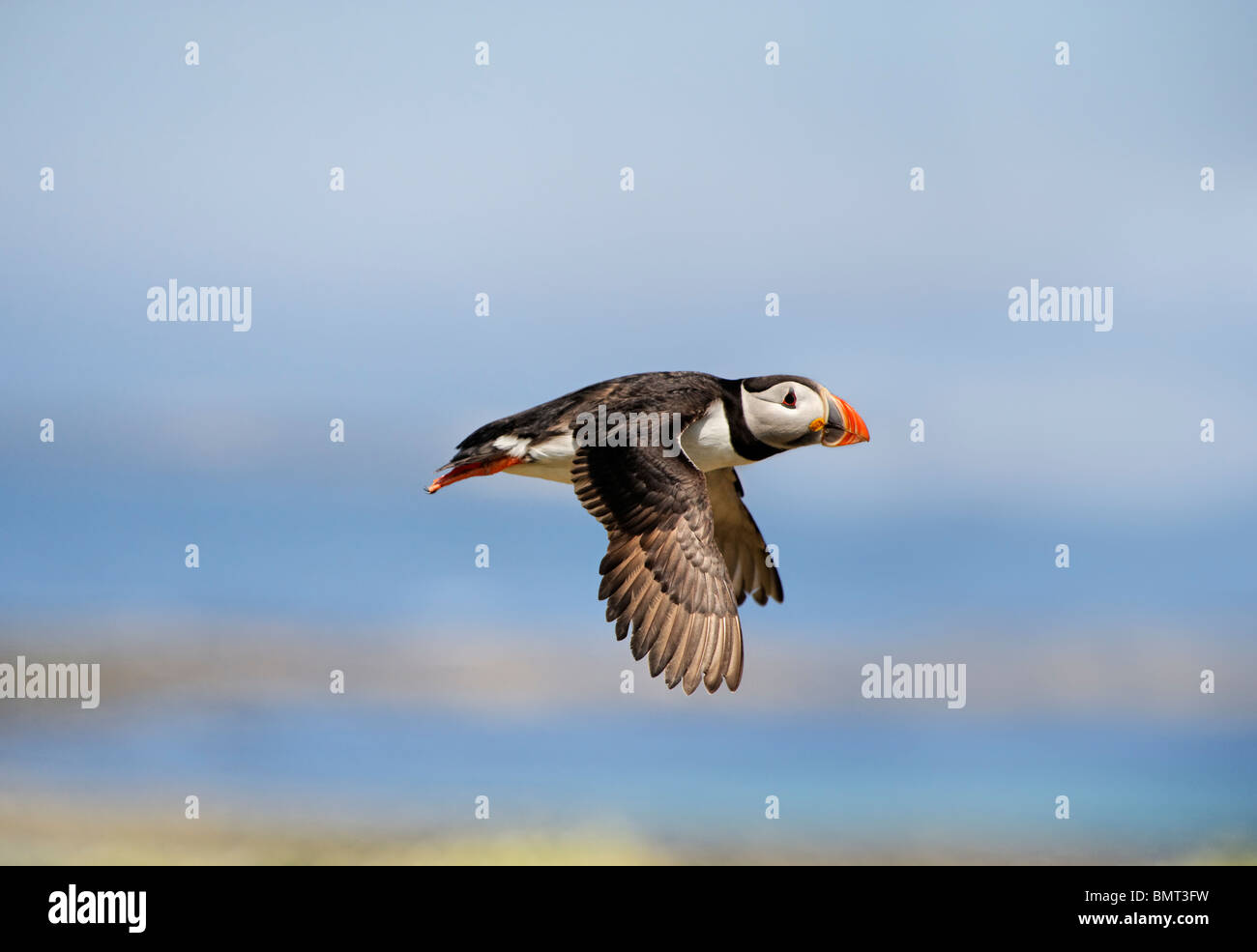 Papageitaucher Papageitaucher im Flug - Fratercula arctica Fliegen in einem klaren Himmel Stockfoto