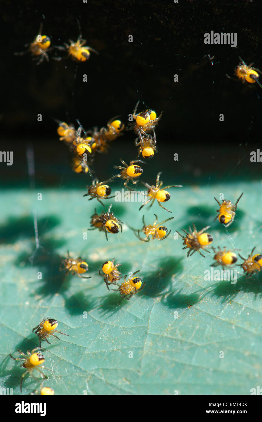 Araneus Diadematus. Junge Kreuz Orbweaver Spinnen Makro Stockfoto